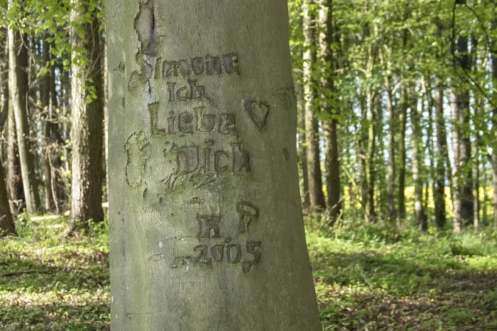 Framed Print : Beech with a message of love (Fagus) Framed Print : Beech with a message of love (Fagus)
