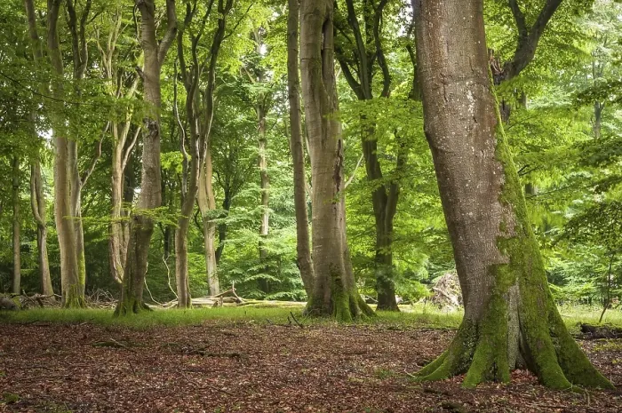 Framed Print : Beech primeval forest with deadwood Framed Print : Beech primeval forest with deadwood