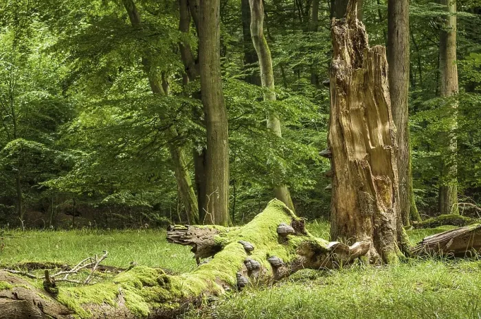 Framed Print : Beech primeval forest with deadwood