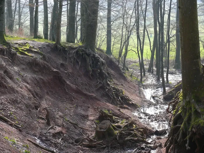Framed Print : Beech roots exposed by erosion
