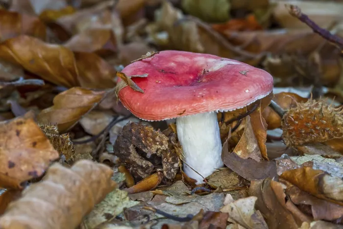 Framed Print : Beech russula (Russula nobilis) Framed Print : Beech russula (Russula nobilis)