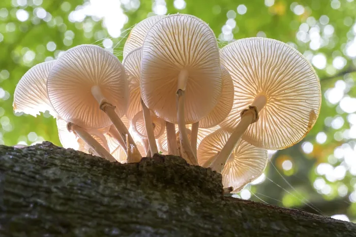 Framed Print : Beech slime mould (Oudemansiella mucida) on a tree trunk