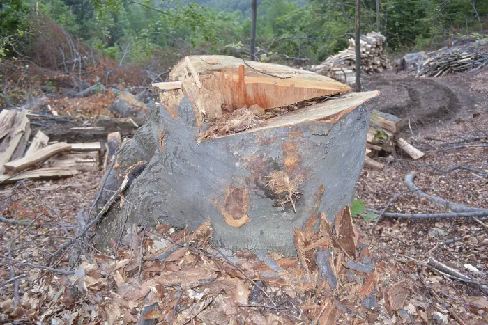 Framed Print : Beech stump in forest. Lot's of beech logs in the background Beech stump in forest Framed Print : Beech stump in forest. Lot's of beech logs in the background Beech stump in forest
