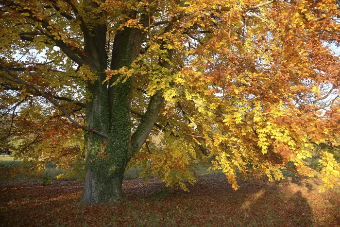Framed Print : Beech, tree, autumn, nature, landscape