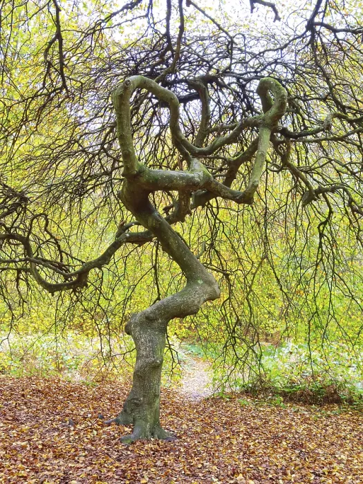 Framed Print : Beech tree with beautiful shape in the witch forest on the Rugen island Beech tree with beautiful shape Framed Print : Beech tree with beautiful shape in the witch forest on the Rugen island Beech tree with beautiful shape
