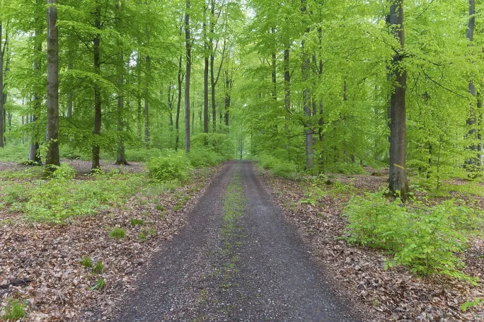 Framed Print : Beech tree forest with dirt road in spring Framed Print : Beech tree forest with dirt road in spring