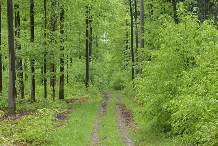 Framed Print : Beech tree forest with dirt road in spring