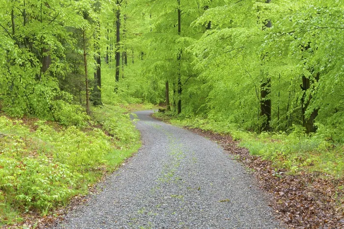 Framed Print : Beech tree forest with dirt road in spring