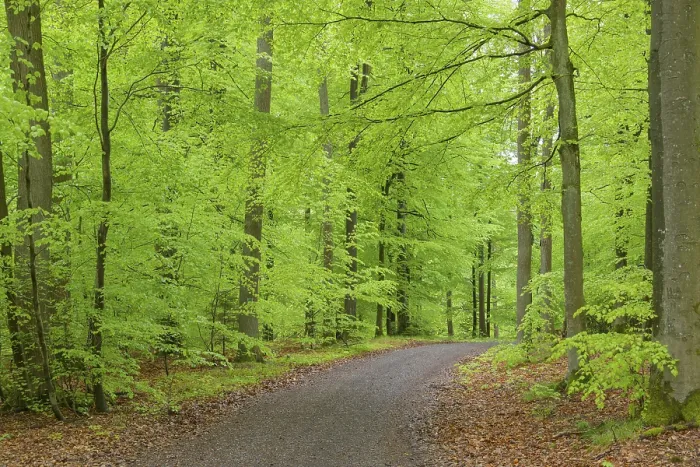 Framed Print : Beech tree forest with dirt road in spring