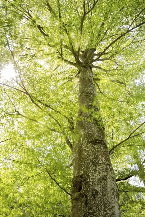 Framed Print : Beech tree in spring with moving leaves