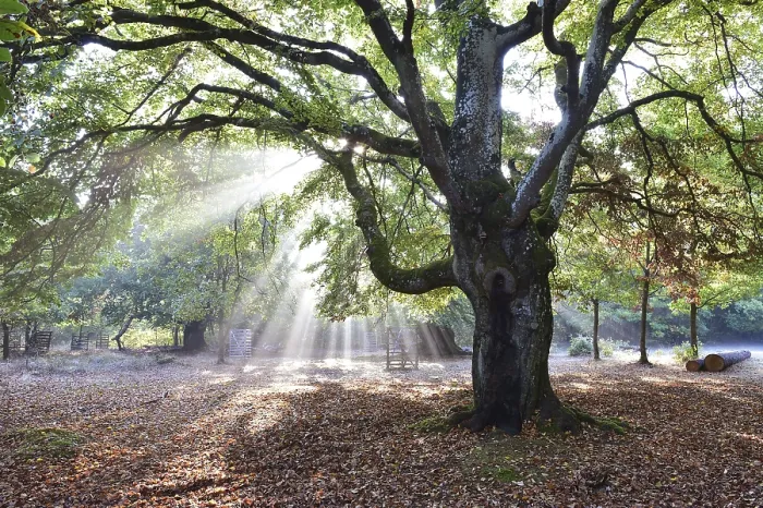Framed Print : Beech tree at sunrise, sunbeams in the beech forest