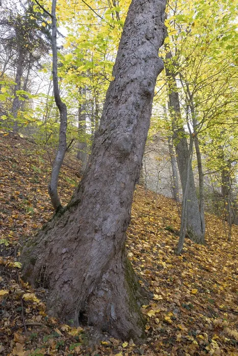 Framed Print : Beech tree trunk in an autumnal forest