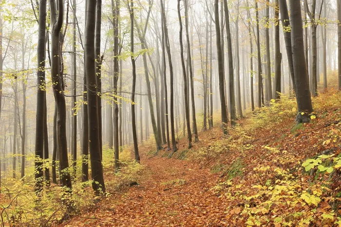 Framed Print : Beech trees in autumn forest on a foggy