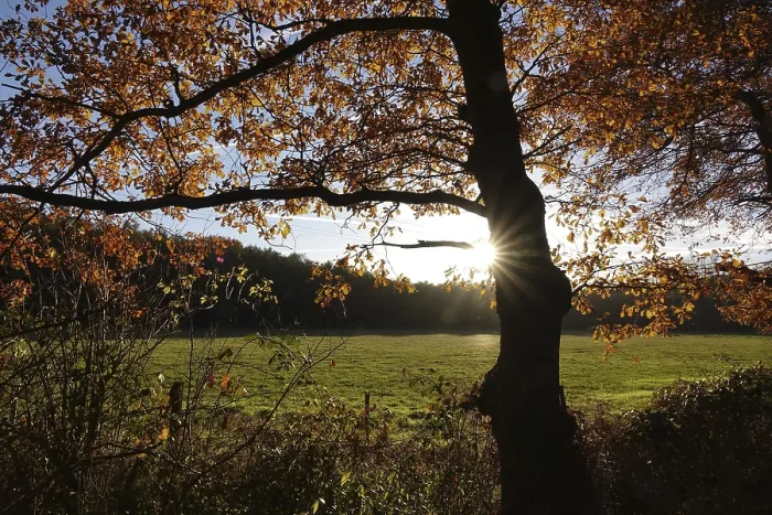 Framed Print : Beech trees on the edge of the forest in backlight
