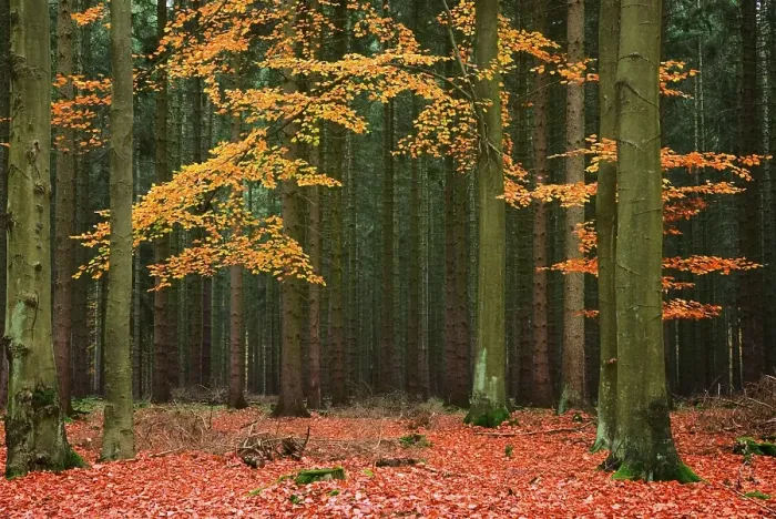 Framed Print : Beech trees (Fagus) in a conifer forest Framed Print : Beech trees (Fagus) in a conifer forest