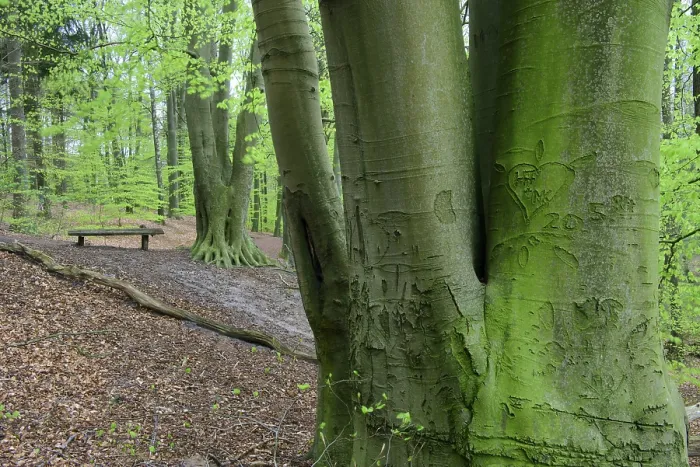 Framed Print : Beech trees ( Fagus sylvatica) in spring in the Dammer mountains
