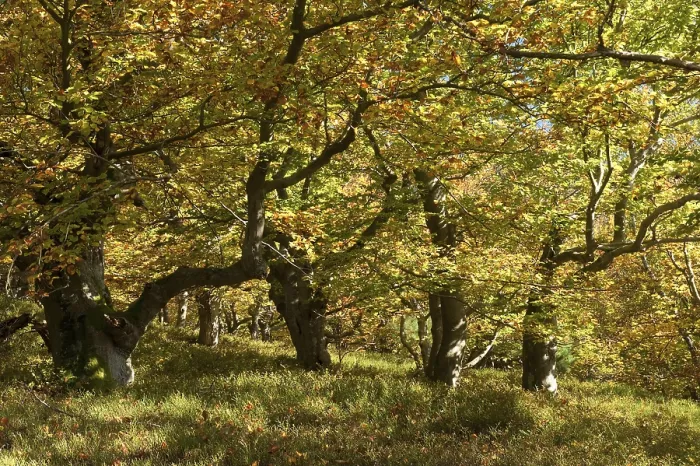 Framed Print : Beech trees (Fagus sylvatica) in a woodland pasture