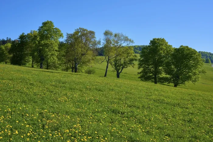 Framed Print : Beech trees on a green spring meadow