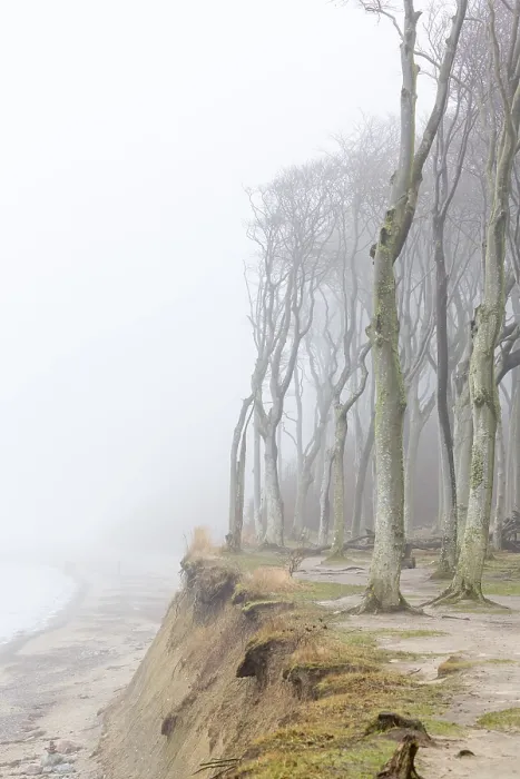 Framed Print : Beech trees in mist, shaped by strong winds