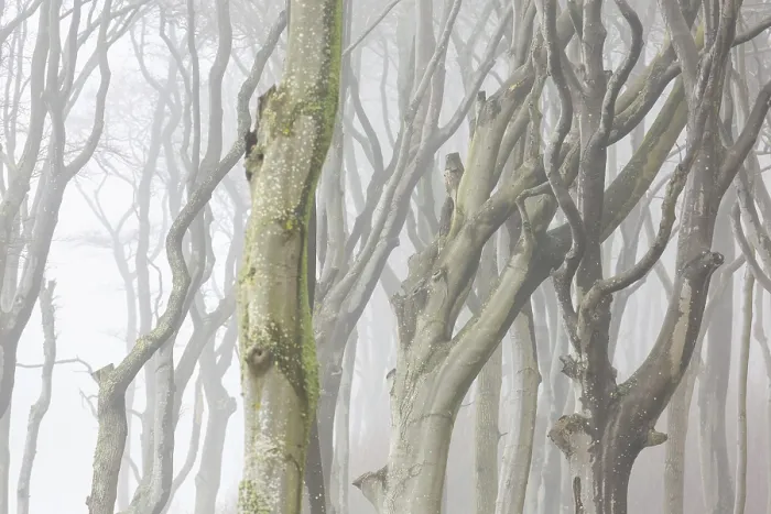 Framed Print : Beech trees in mist, shaped by strong winds