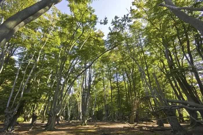 Framed Print : Beech trees with pollarded beech in Epping Forest
