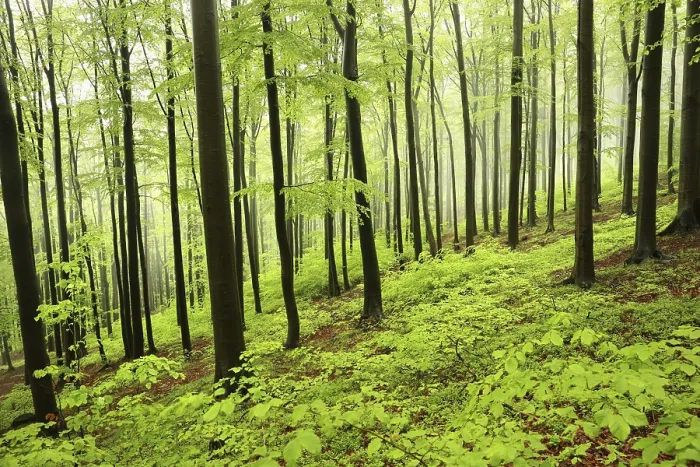 Framed Print : Beech trees in spring forest on a mountain slope in foggy