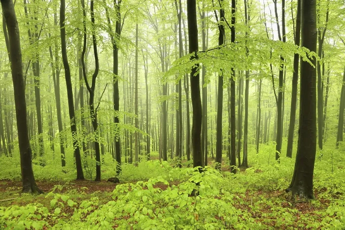 Framed Print : Beech trees in spring forest on a mountain slope in foggy