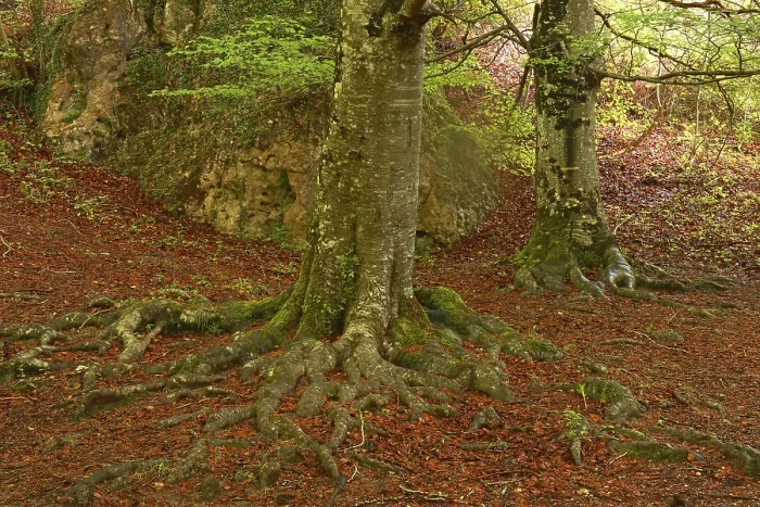Framed Print : Beech trees, Urbasa-Andia Natural Park Framed Print : Beech trees, Urbasa-Andia Natural Park