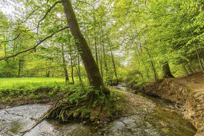 Framed Print : Beeches and alders with large roots in the forest on the Poltzsch river