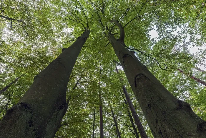 Framed Print : Beeches (fagus), treetops, frog's eye view Framed Print : Beeches (fagus), treetops, frog's eye view