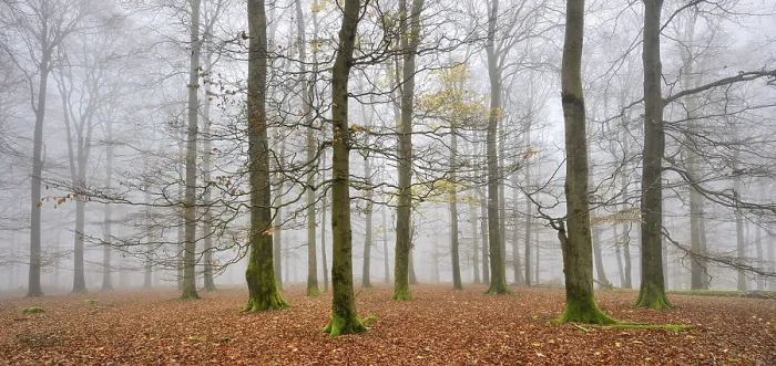 Framed Print : Beeches, forest in autumn, bare trees and fog Framed Print : Beeches, forest in autumn, bare trees and fog