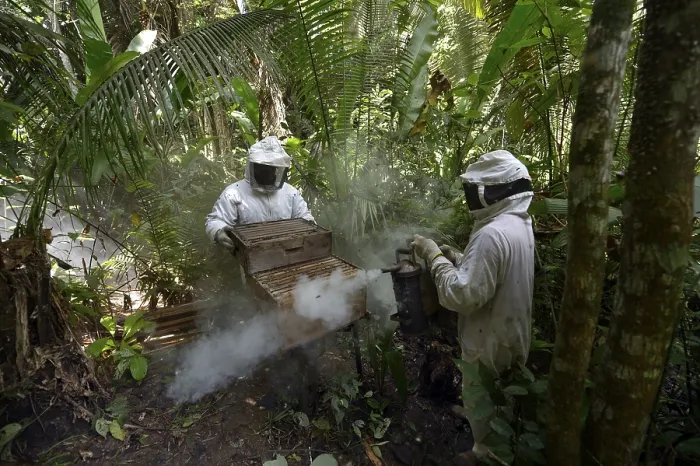 Framed Print : Two beekeepers with beehives in the Amazon rainforest Framed Print : Two beekeepers with beehives in the Amazon rainforest
