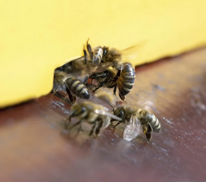 Framed Print : Bees fly to beehive, close up. Honey Bees (Apis mellifera) at the entrance to the apiary Framed Print : Bees fly to beehive, close up. Honey Bees (Apis mellifera) at the entrance to the apiary