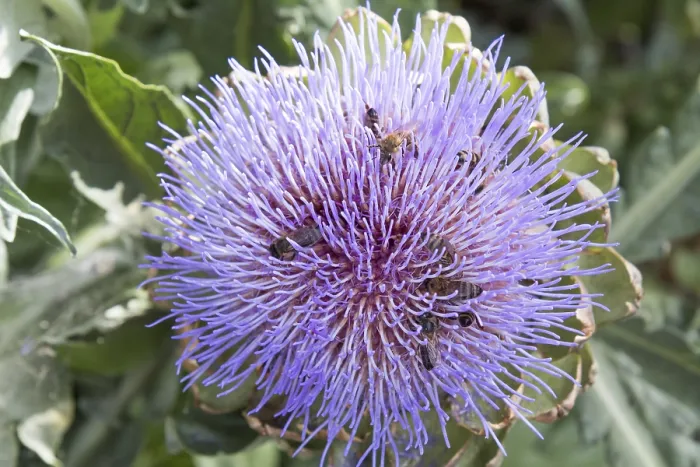 Framed Print : Bees pollinating the purple flowering head of an artichoke