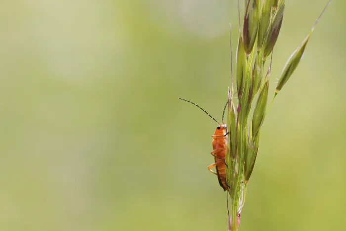 Framed Print : Beetle (Rhagonycha fulva) perched on a grass stem