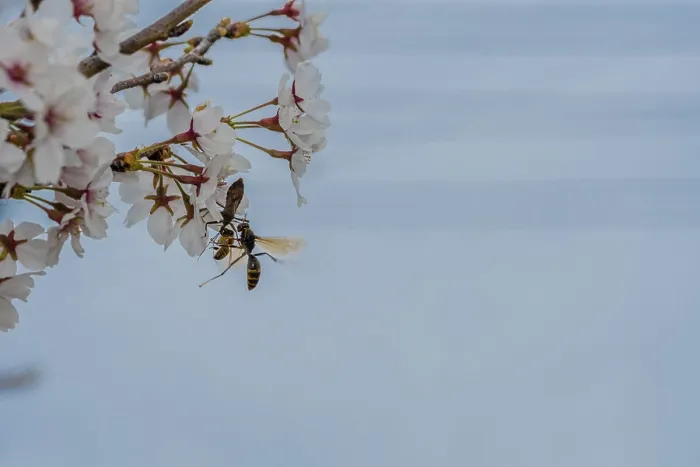 Framed Print : Beetle, wasp and bee all trying to occupy delicate cherry blossom flower at the same time