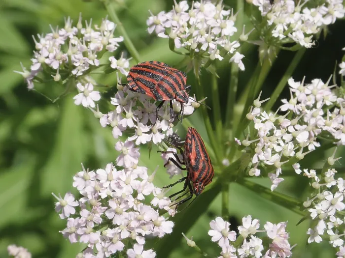 Framed Print : Two beetles, stripe bug (Graphosoma italicum)