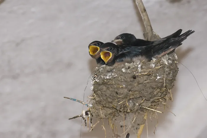 Framed Print : Begging nestlings, Barn Swallows (Hirundo rustica)