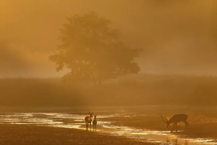 Framed Print : The beginning of a fantastic rutting morning