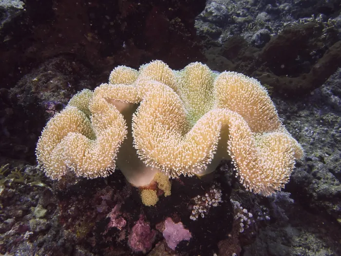 Framed Print : Beige coral with fine structures Framed Print : Beige coral with fine structures