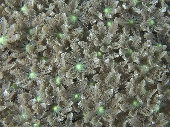 Framed Print : Beige-green star-shaped corals Framed Print : Beige-green star-shaped corals
