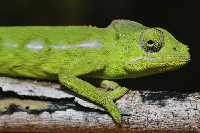 Framed Print : Belalanda chameleon (Furcifer belalandaensis)