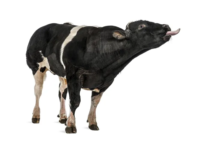 Framed Print : Belgian blue bull (16 months old)