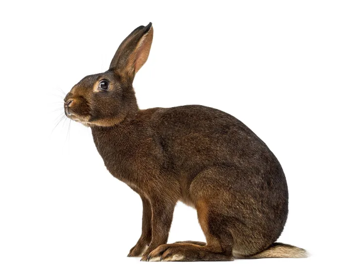 Framed Print : Belgian Hare in front of a white background
