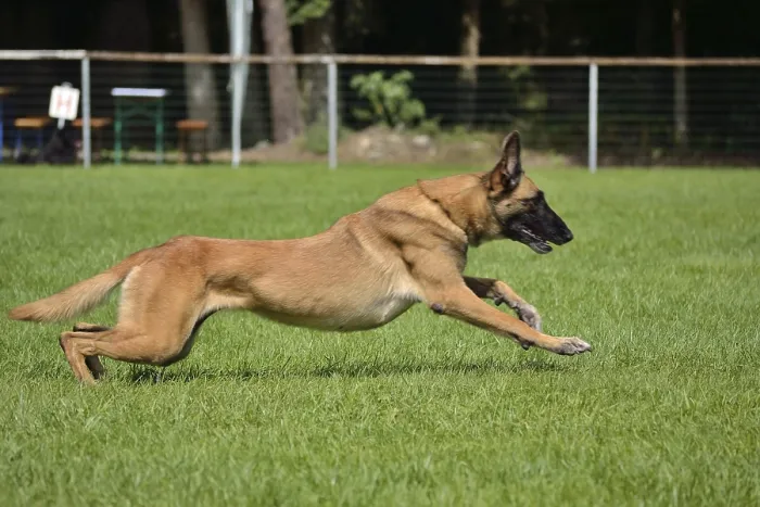 Framed Print : Belgian Shepherd takes off towards the owner Framed Print : Belgian Shepherd takes off towards the owner