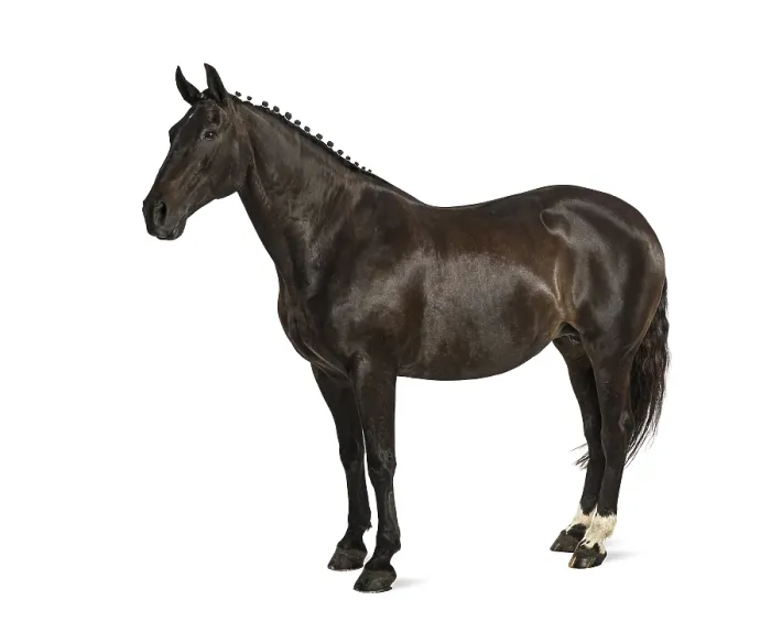 Framed Print : Belgian sport horse (sBs) - 25 years old