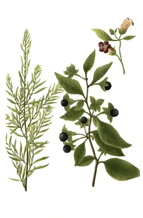 Framed Print : Bella dona, Black Belladonna, Atropa belladonna and Bella vedere seu scoparia Framed Print : Bella dona, Black Belladonna, Atropa belladonna and Bella vedere seu scoparia
