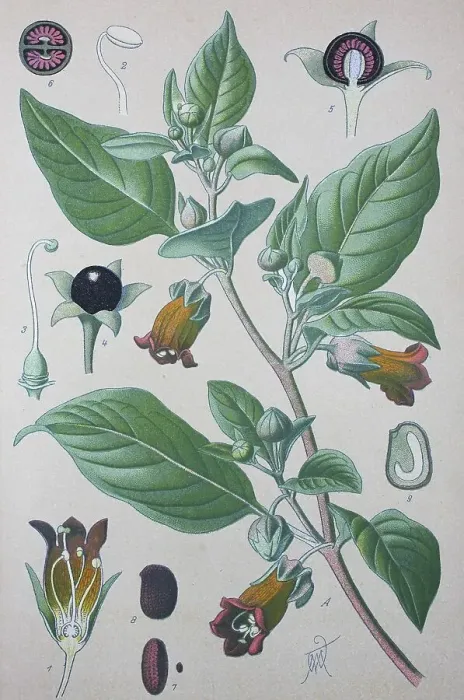 Framed Print : Belladonna (Atropa belladonna)