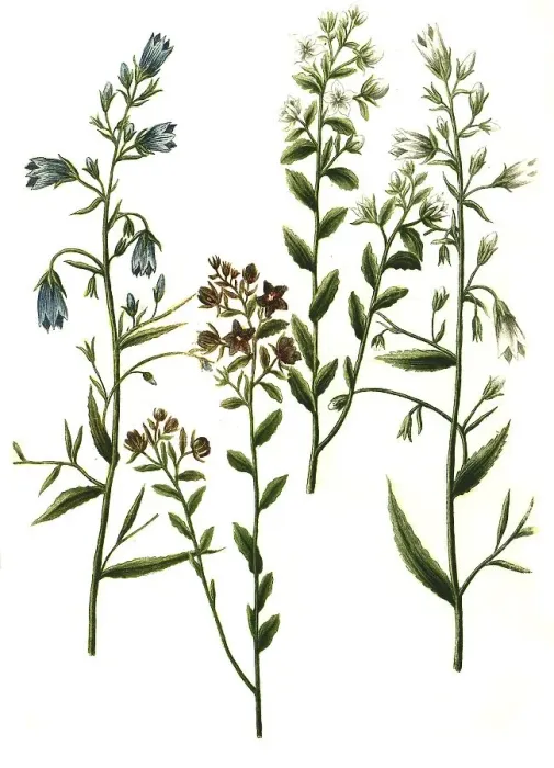 Framed Print : Bellflowers (Campanula) arvensis and Campanula angustifolia Framed Print : Bellflowers (Campanula) arvensis and Campanula angustifolia