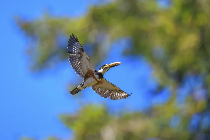 Framed Print : A Belted Kingfisher (Megaceryle alcyon) flying with its catch